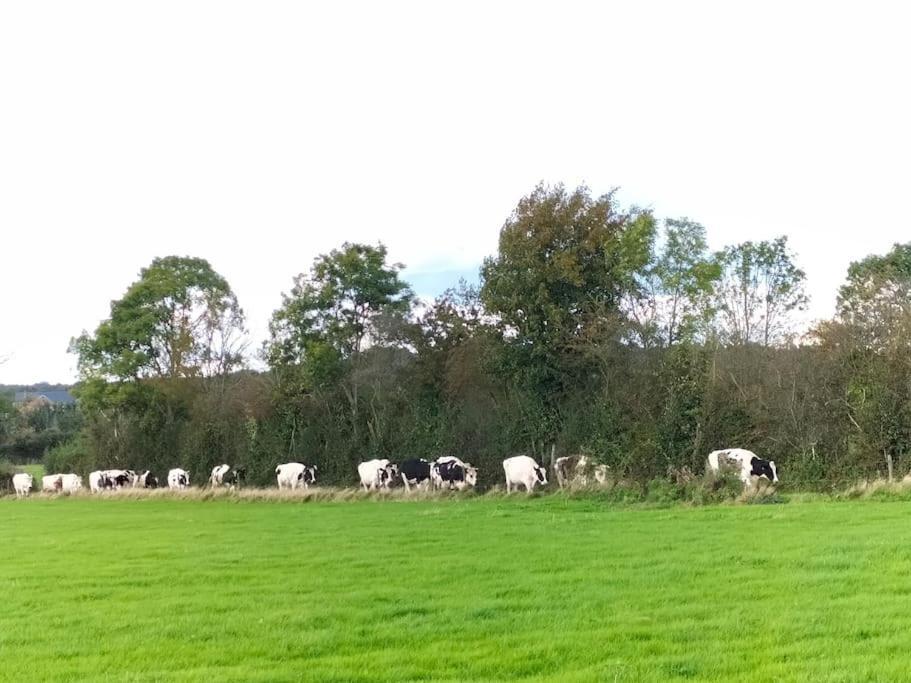 Gite La Dame Au Lit Gite A La Ferme Momignies 外观 照片